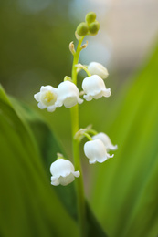 Photo of Beautiful lily of the valley in spring garden, closeup