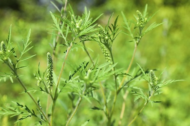 Blooming ragweed plant (Ambrosia genus) outdoors, closeup. Seasonal allergy