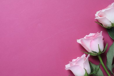 Beautiful roses on pink background, top view. Space for text