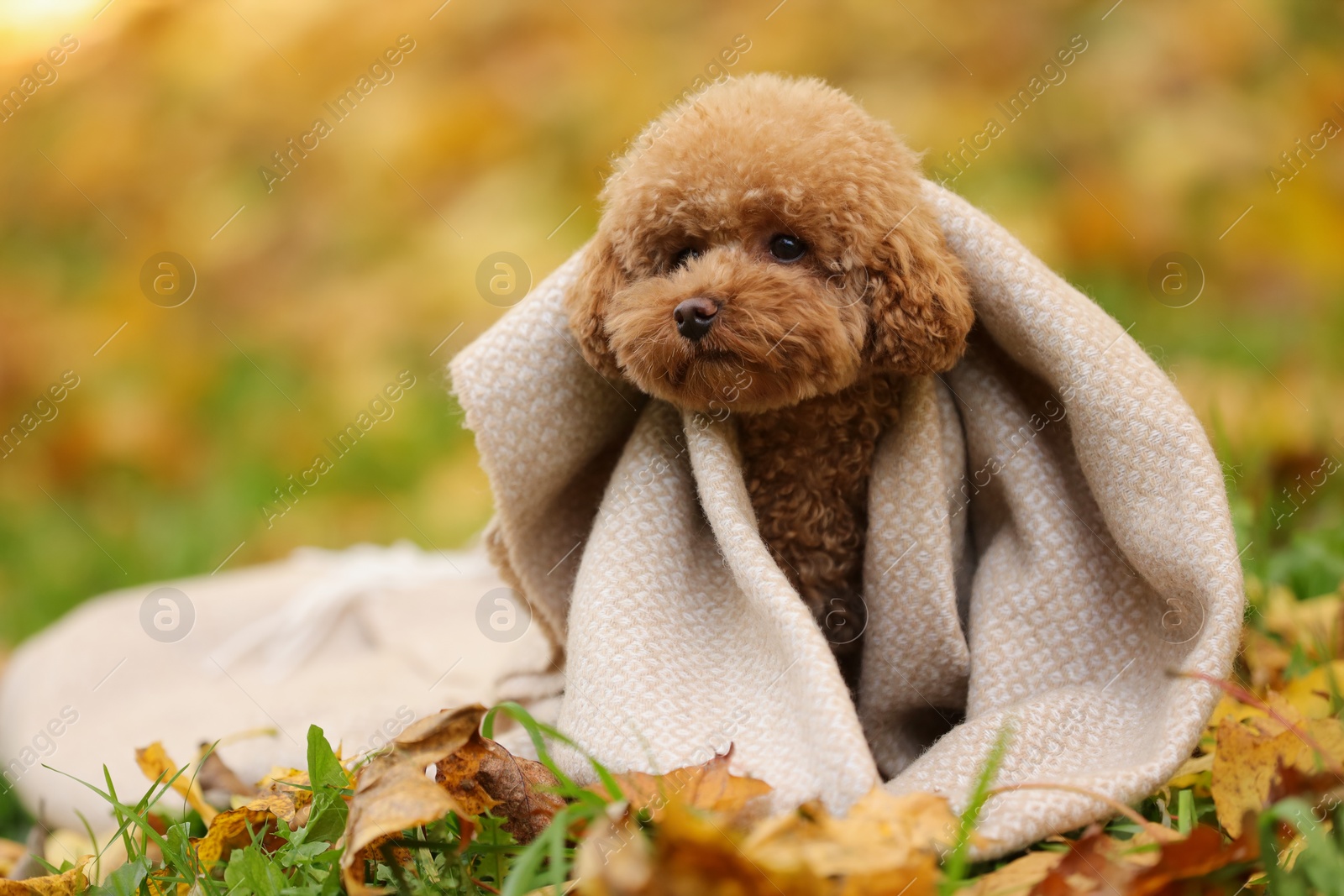 Photo of Cute Maltipoo dog wrapped in blanket in autumn park