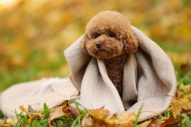 Cute Maltipoo dog wrapped in blanket in autumn park