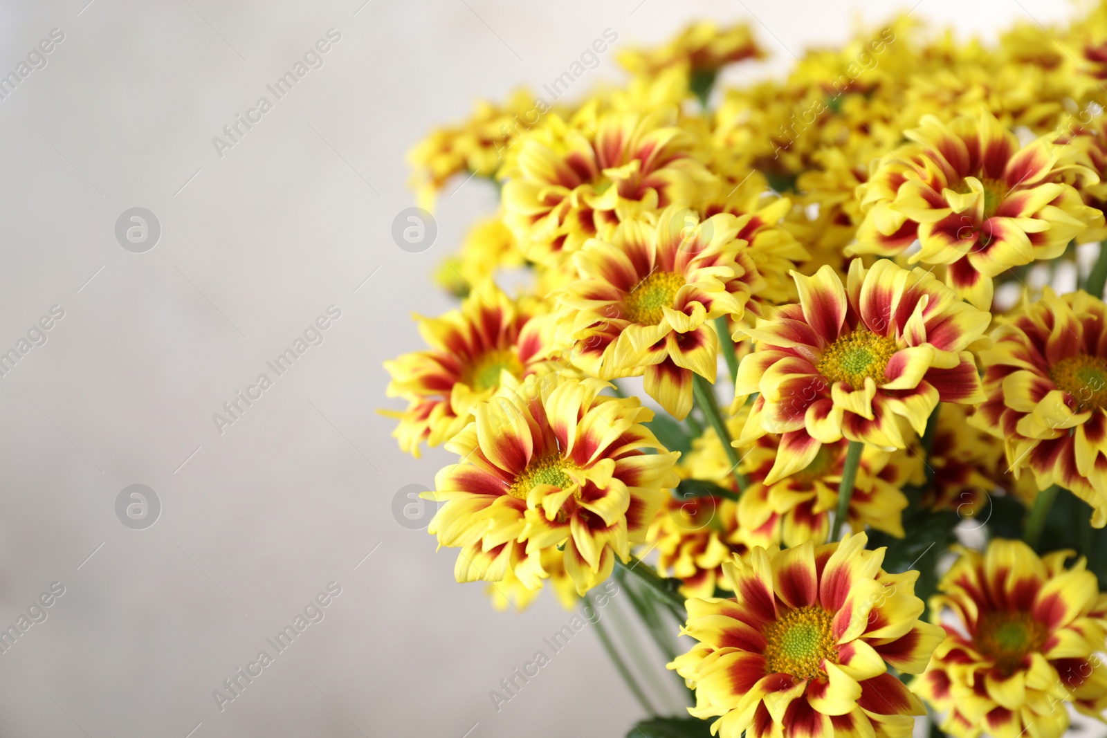 Photo of Beautiful chrysanthemum flowers on beige background, closeup