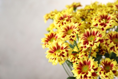 Beautiful chrysanthemum flowers on beige background, closeup