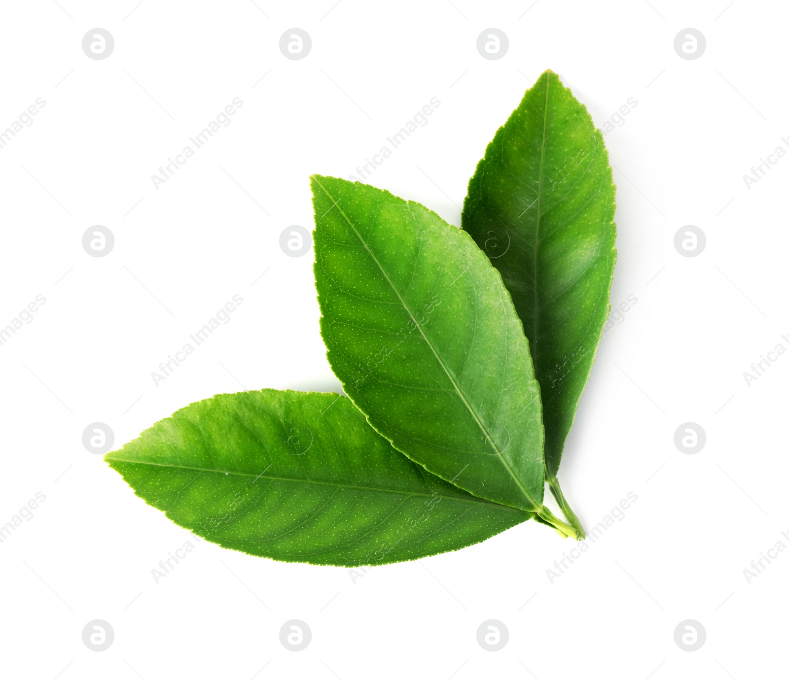 Photo of Fresh green citrus leaves isolated on white, top view