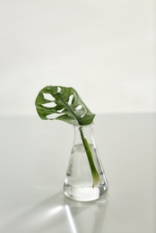 Conical flask with plant on table against light background. Chemistry laboratory research