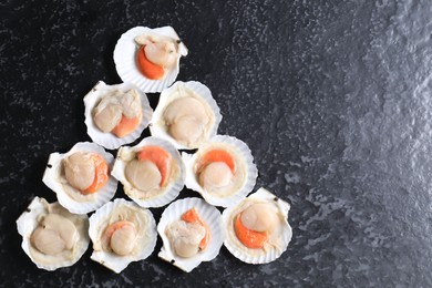 Fresh raw scallops with shells on black textured table, flat lay. Space for text