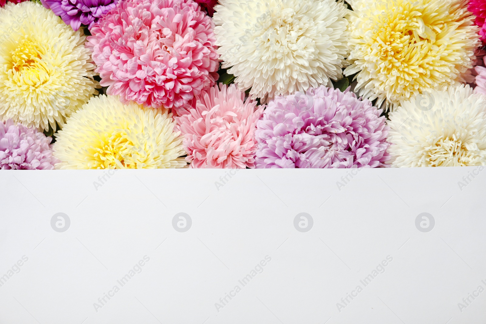 Photo of Beautiful aster flowers with sheet of paper and space for text, top view