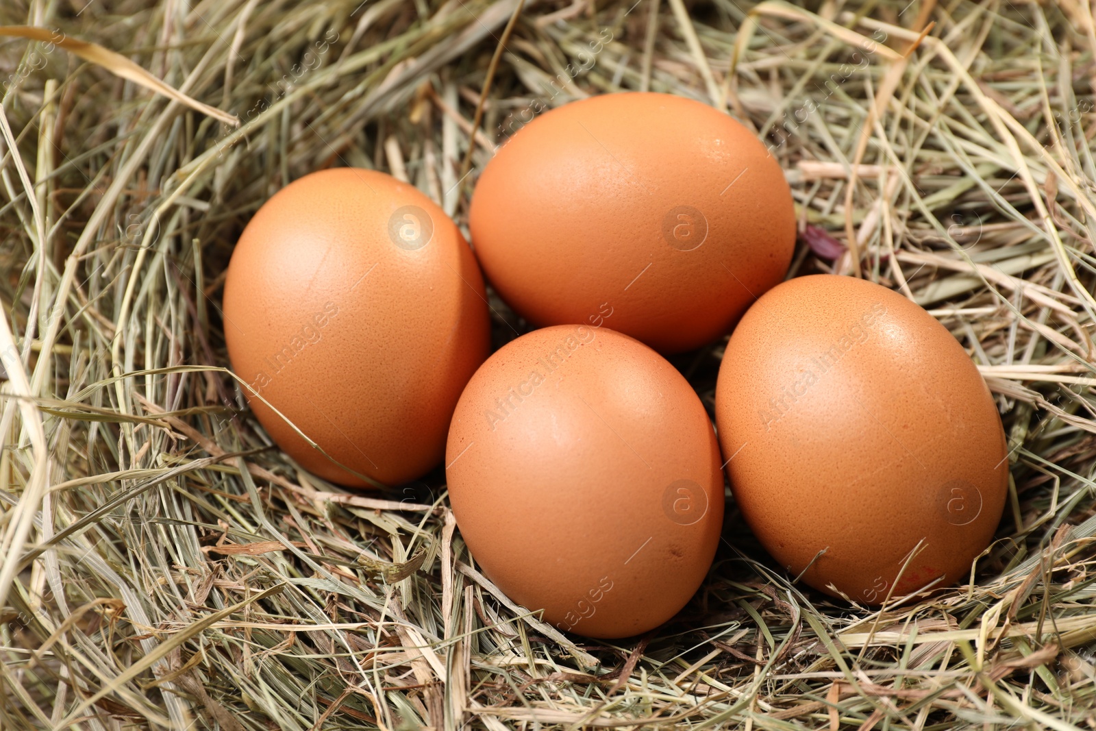 Photo of Fresh raw chicken eggs in nest, closeup