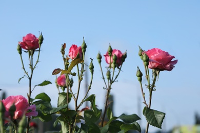 Photo of Beautiful blooming roses in garden against blue sky