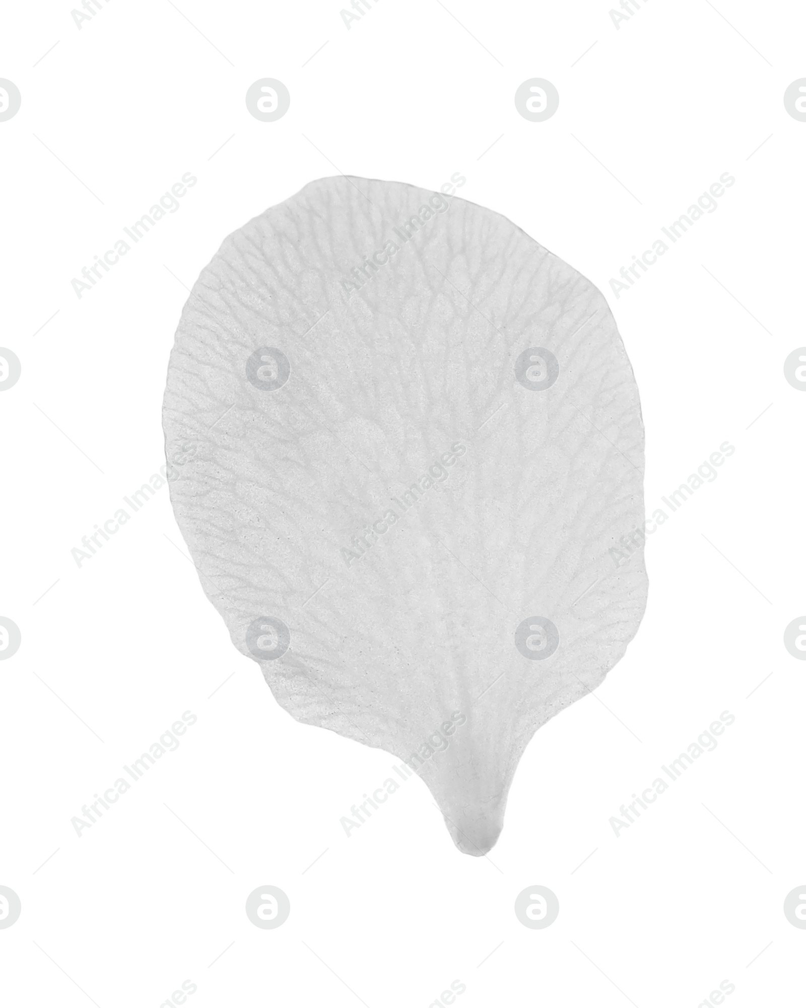 Photo of Beautiful flower petal of blossoming pear tree on white background