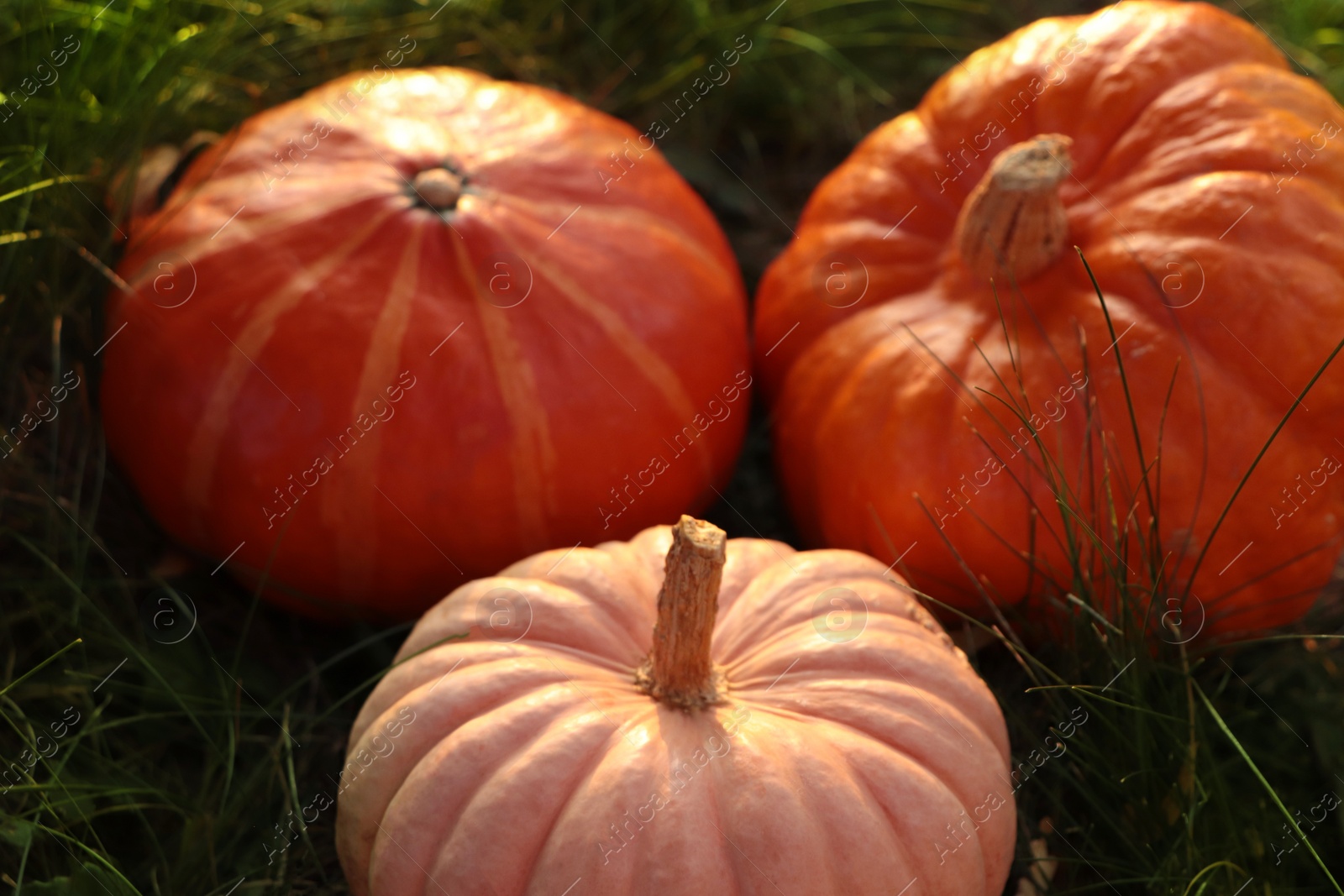 Photo of Whole ripe pumpkins among green grass outdoors, closeup