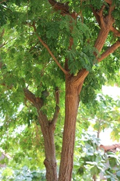 Photo of Green plant at tropical resort on sunny day