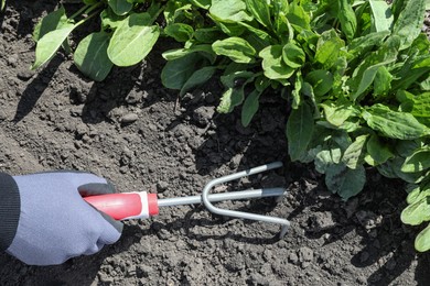 Photo of Gardener loosening soil near sorrel plants in garden, top view