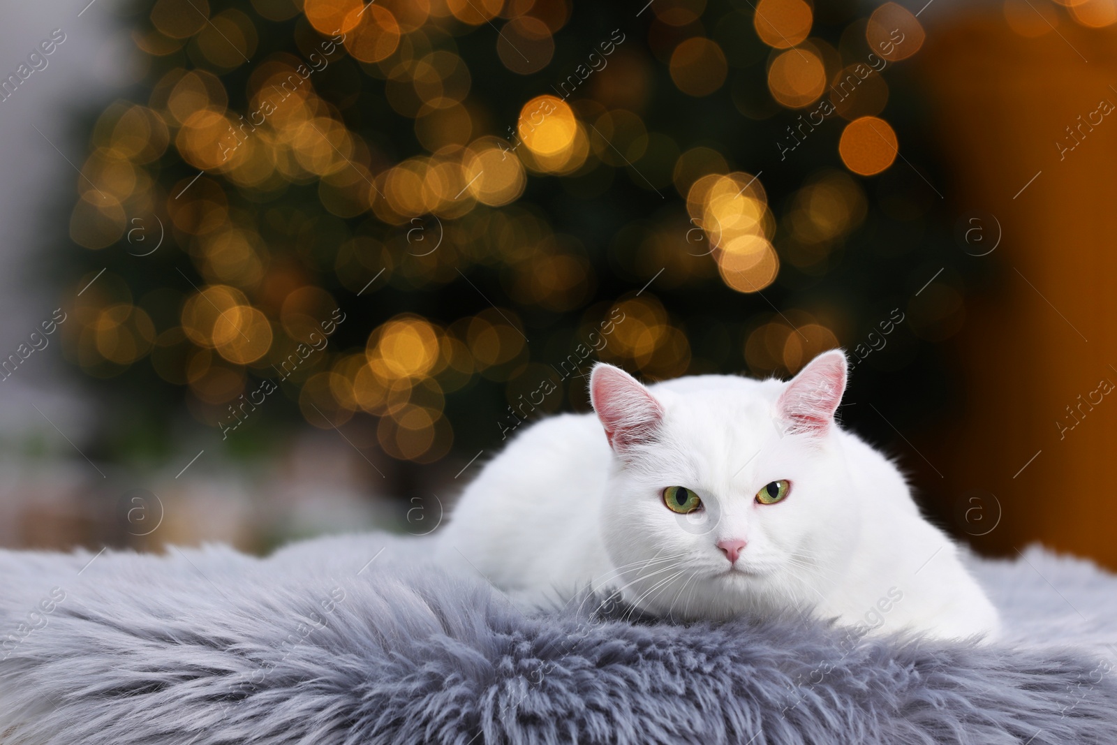 Photo of Christmas atmosphere. Cute cat lying on fur rug in cosy room. Space for text