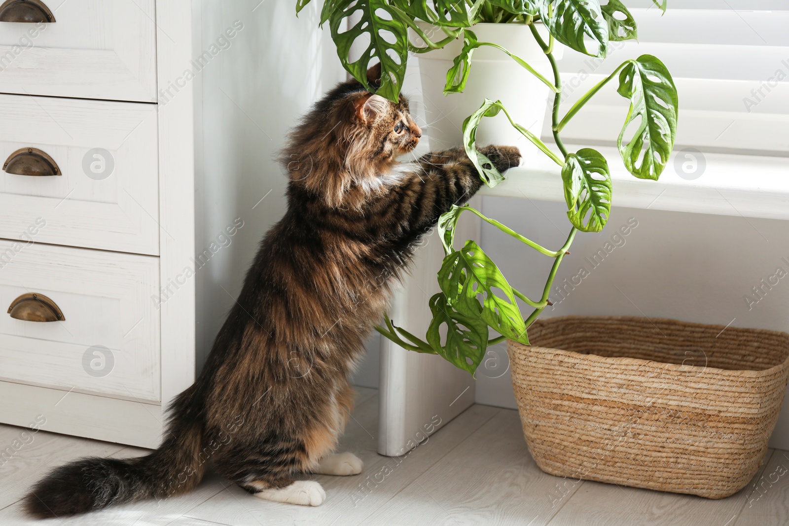 Photo of Adorable cat playing with houseplant at home