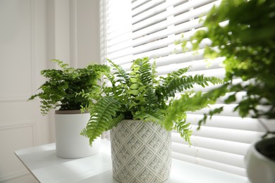 Beautiful fresh potted ferns on window sill indoors
