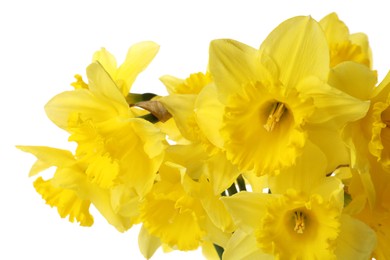 Beautiful daffodils on white background, closeup. Fresh spring flowers