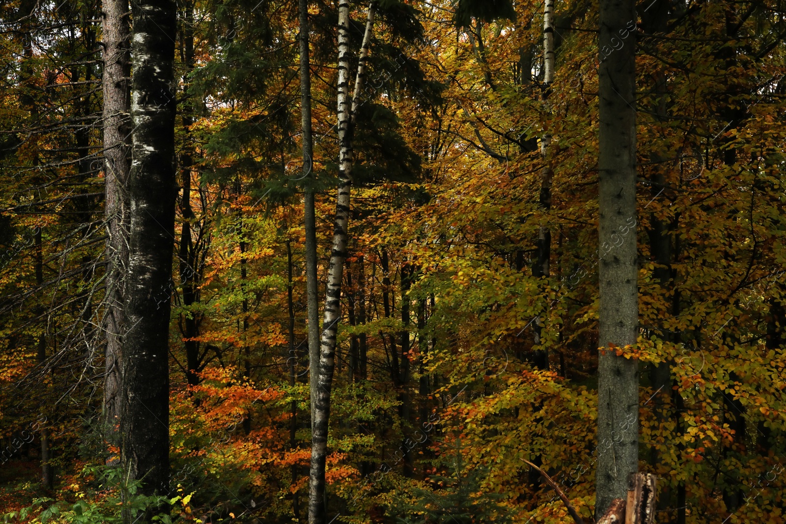 Photo of Beautiful view of trees with color leaves in autumn