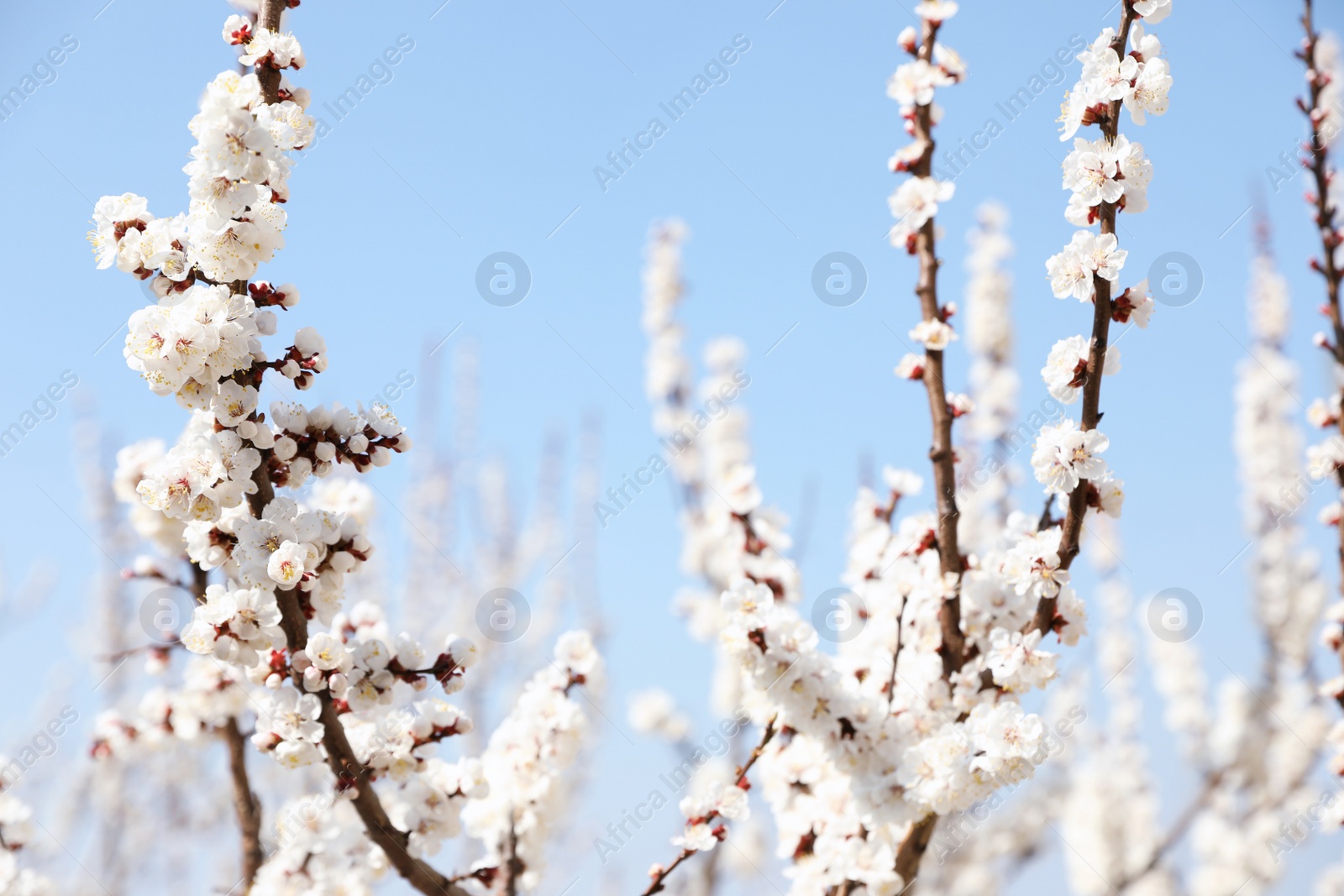 Photo of Beautiful apricot tree branches with tiny tender flowers against blue sky, space for text. Awesome spring blossom