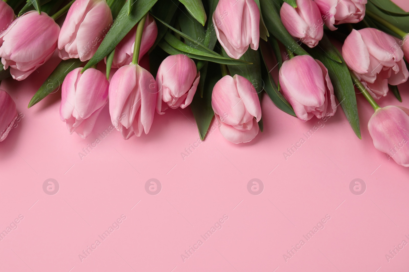 Photo of Beautiful spring tulips on light pink background, closeup. Space for text