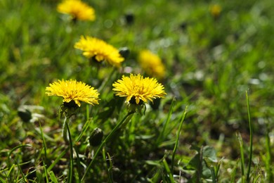 Photo of Beautiful yellow dandelions on sunny day, closeup