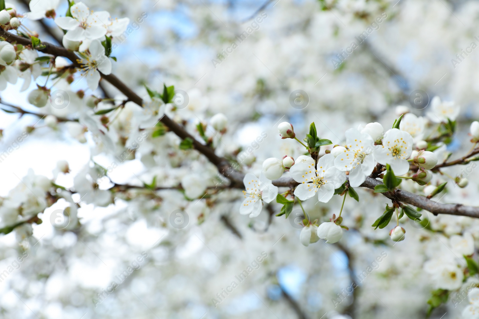 Photo of Closeup view of beautiful blossoming cherry tree outdoors