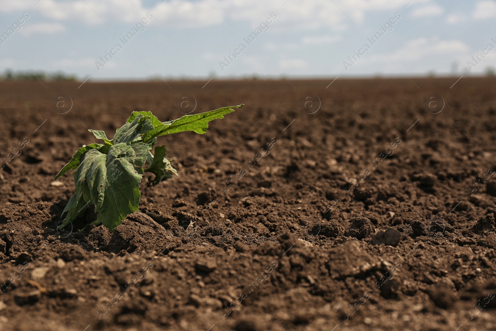 Photo of View of fertile ground surface with plant on sunny day