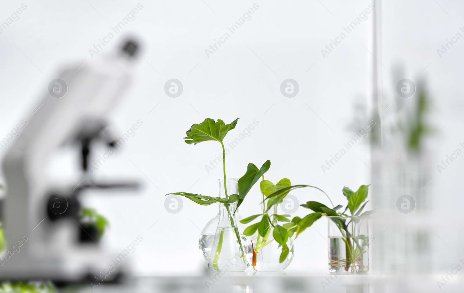 Photo of Laboratory glassware with different plants on table against blurred background, space for text. Chemistry research