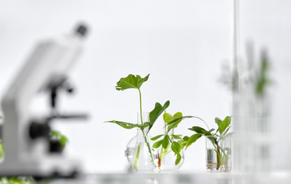 Laboratory glassware with different plants on table against blurred background, space for text. Chemistry research