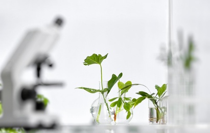 Photo of Laboratory glassware with different plants on table against blurred background, space for text. Chemistry research