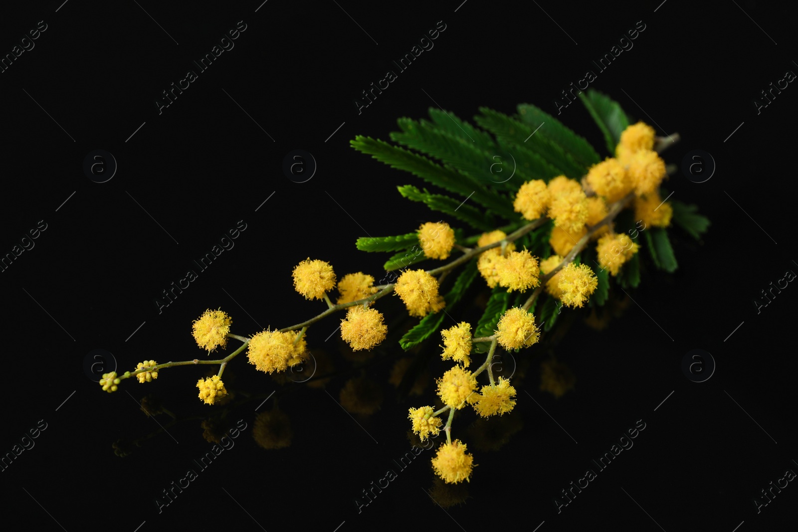 Photo of Beautiful mimosa branch with yellow flowers on black background, closeup