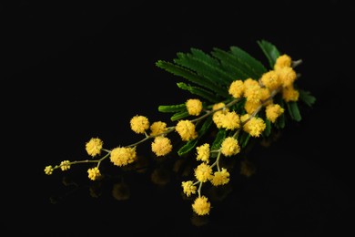 Beautiful mimosa branch with yellow flowers on black background, closeup