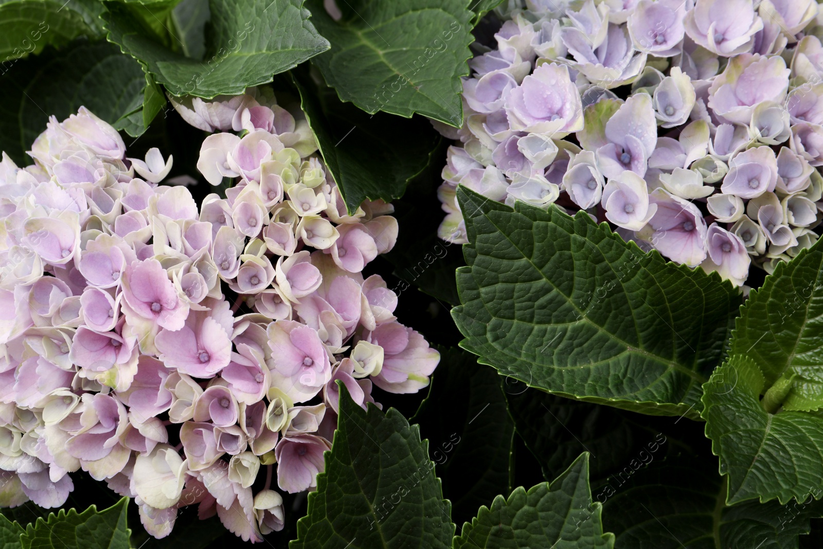 Photo of Beautiful hortensia plant with light flowers, closeup