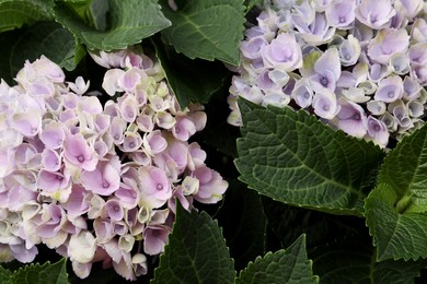 Photo of Beautiful hortensia plant with light flowers, closeup