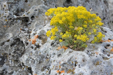 Photo of Beautiful blooming wild plant growing through stone