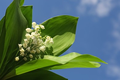 Photo of Beautiful lily of the valley flowers against blue sky, closeup