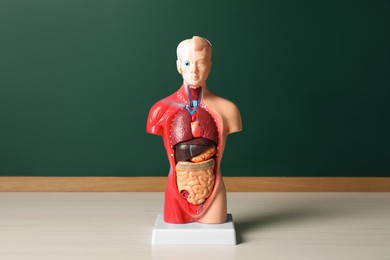Photo of Human anatomy mannequin showing internal organs near chalkboard
