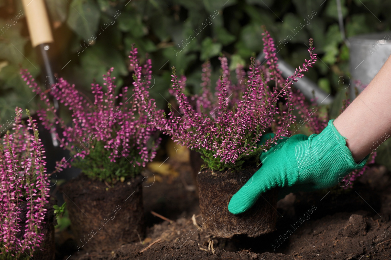 Photo of Woman planting flowering heather shrub outdoors, closeup