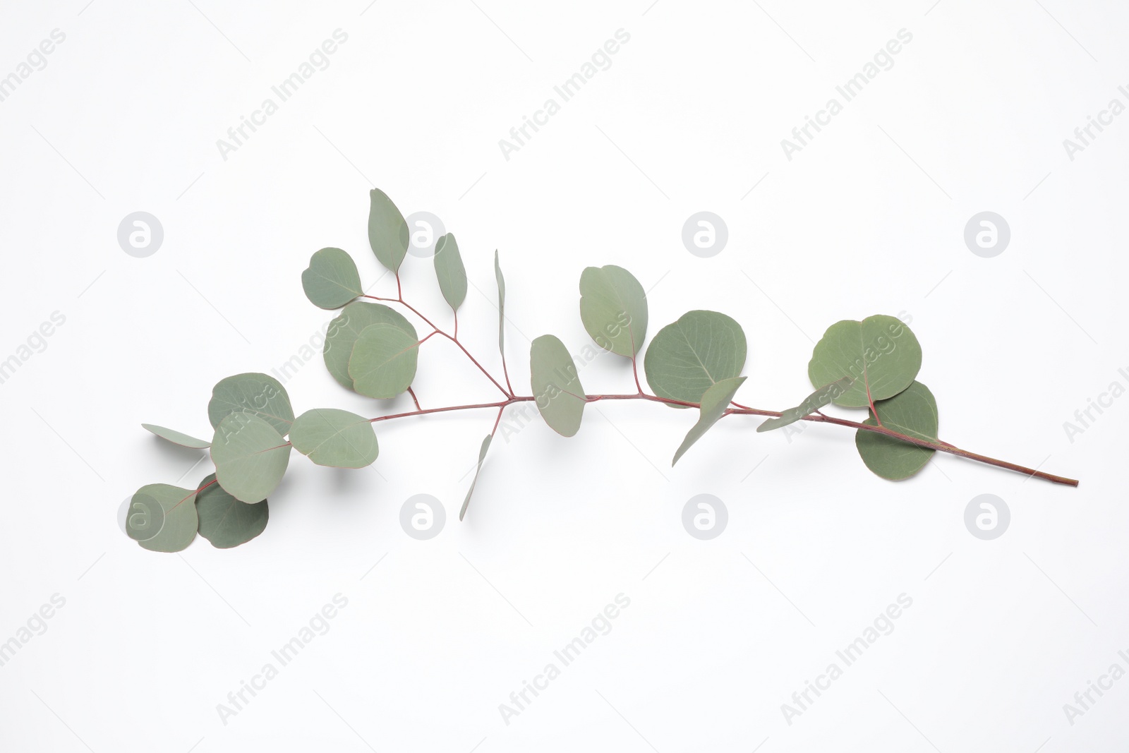 Photo of Eucalyptus branch with fresh leaves isolated on white, top view