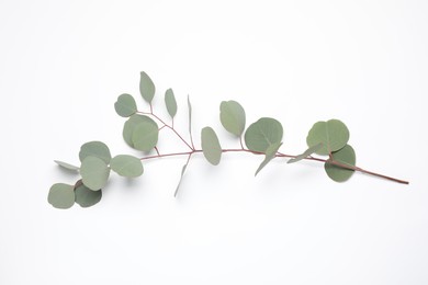 Eucalyptus branch with fresh leaves isolated on white, top view