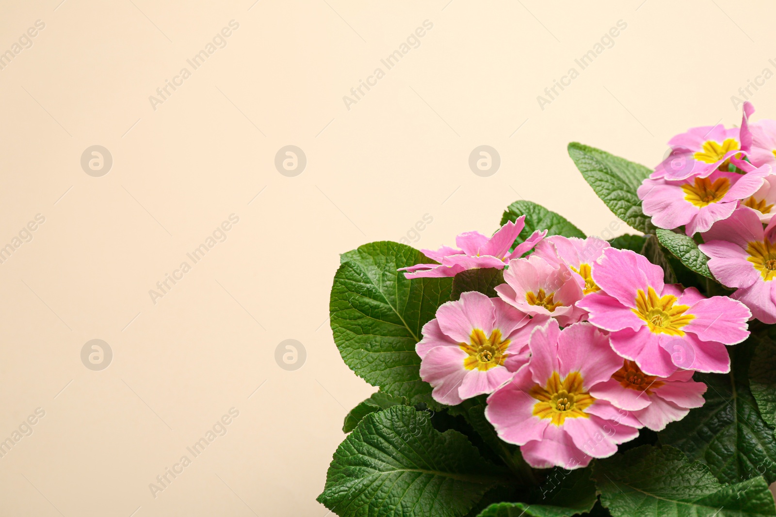 Photo of Beautiful pink primula (primrose) flowers on beige background, flat lay with space for text. Spring blossom