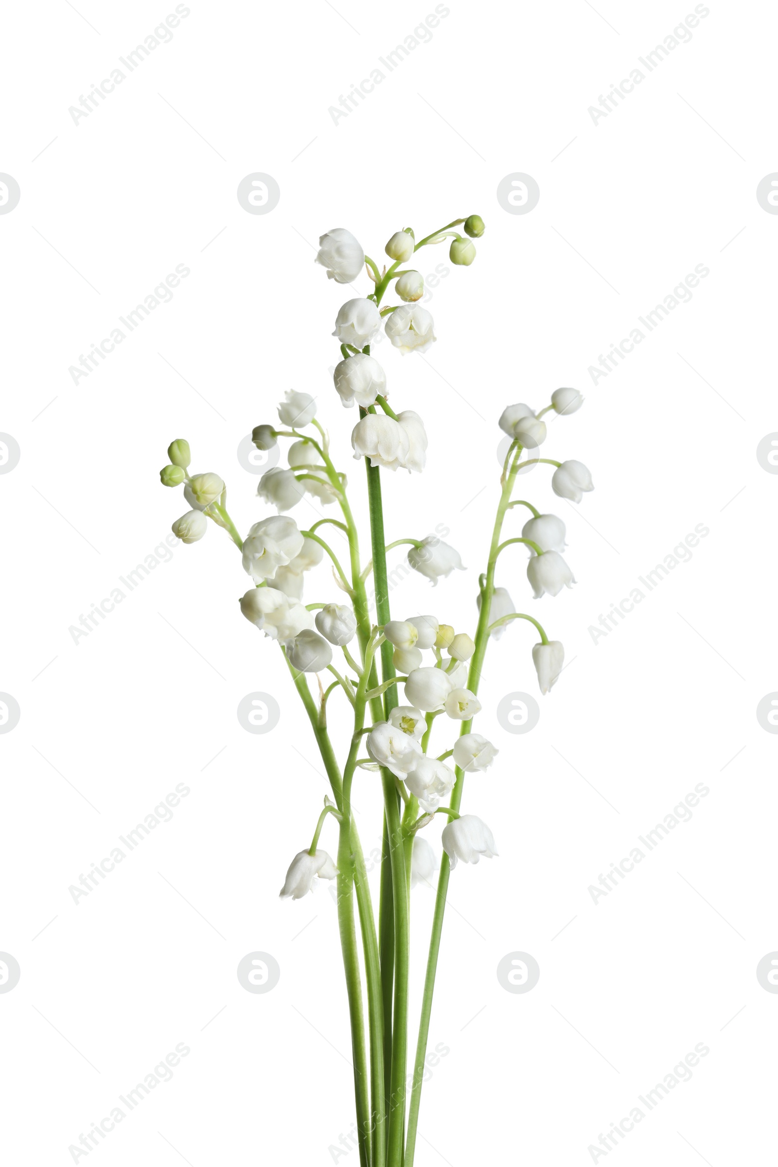 Photo of Beautiful lily of the valley flowers on white background