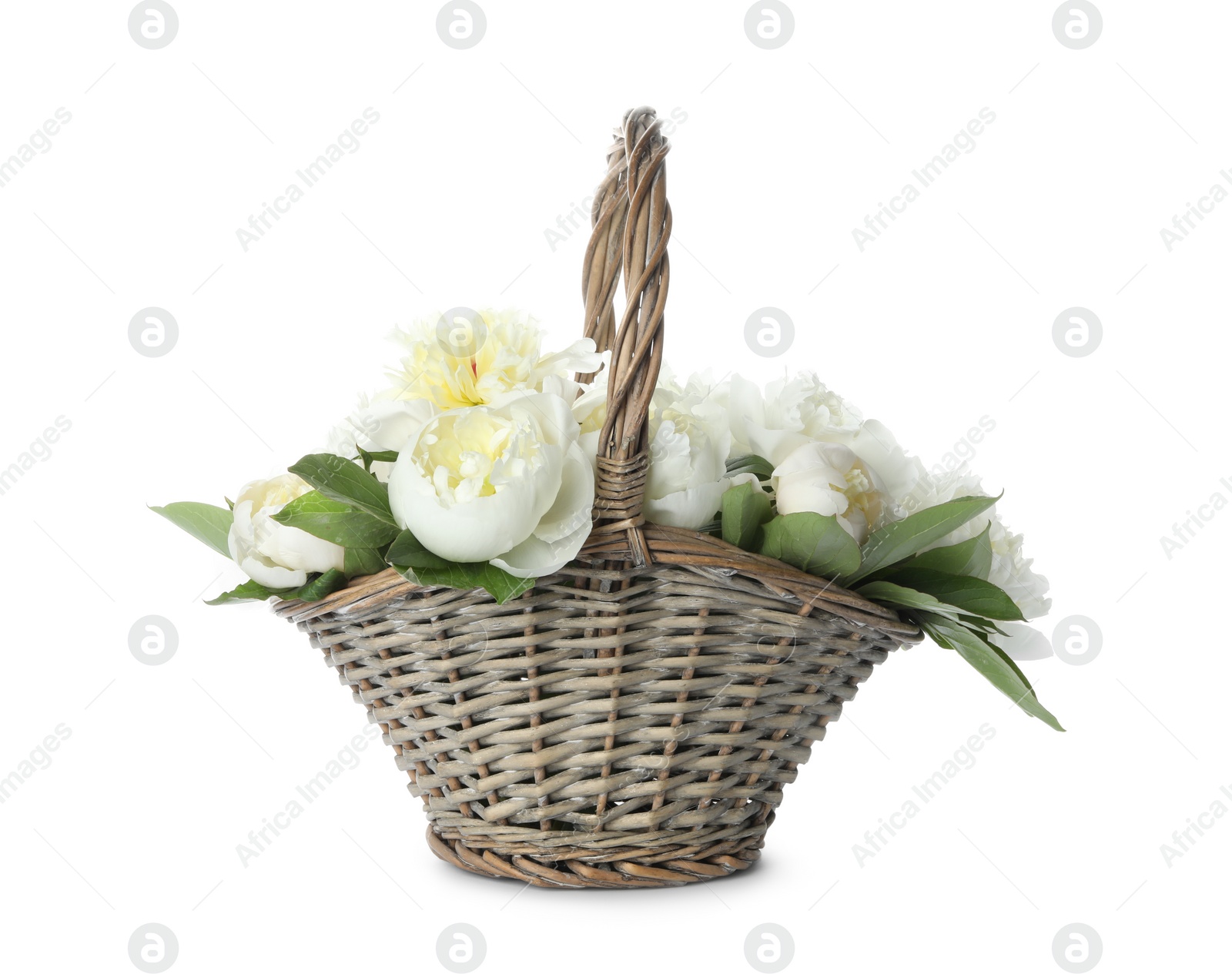 Photo of Bouquet of beautiful peonies in wicker basket isolated on white