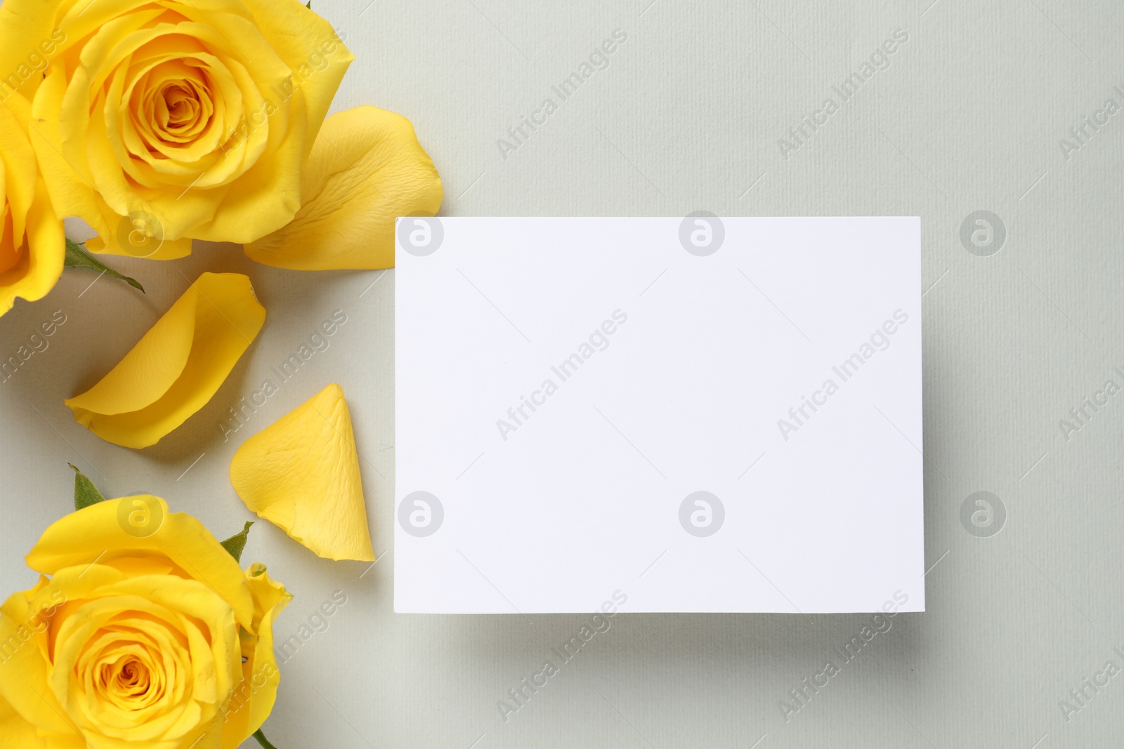 Photo of Beautiful yellow roses and blank card on light grey background, flat lay. Space for text