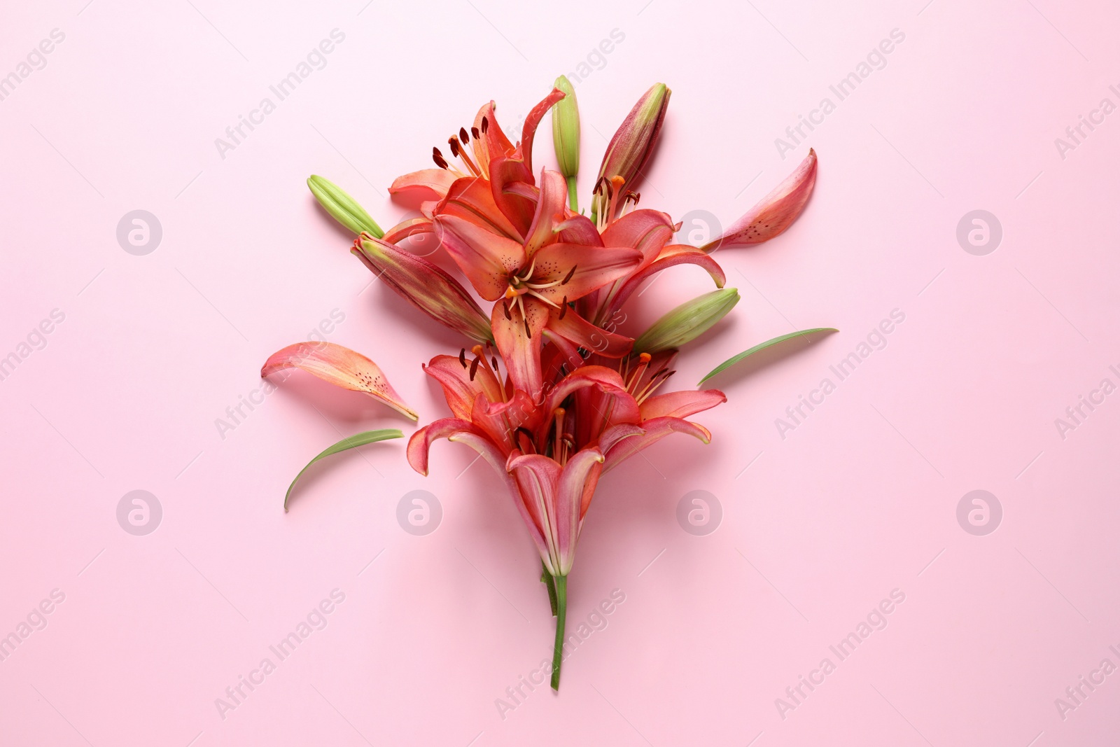 Photo of Beautiful coral lilies on pink background, top view