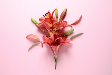 Photo of Beautiful coral lilies on pink background, top view