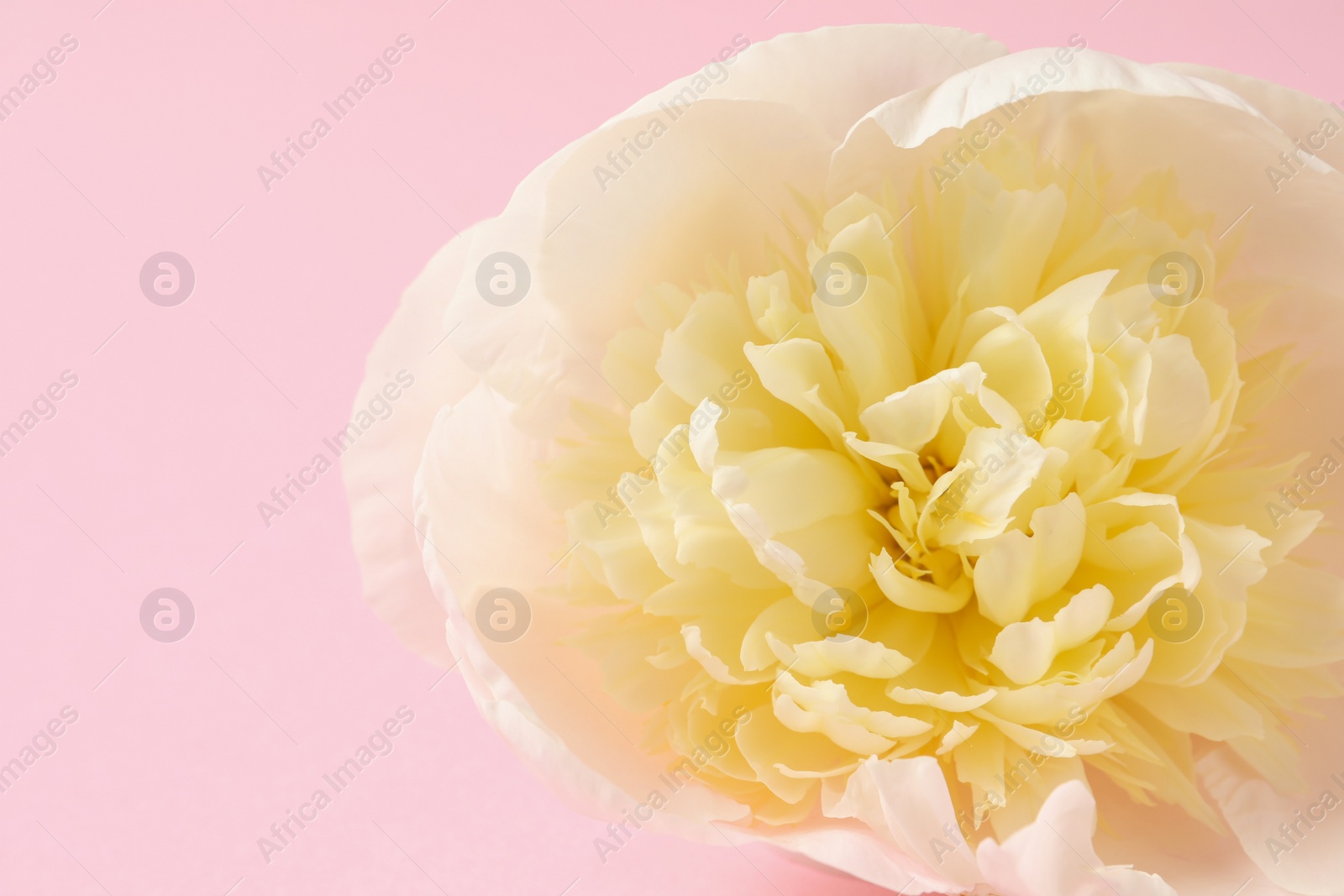 Photo of Fragrant peony on color background, closeup. Beautiful spring flower