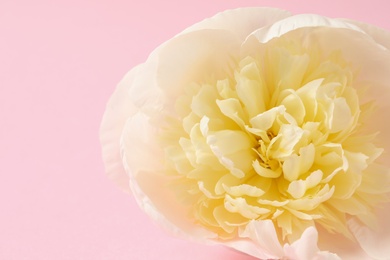 Photo of Fragrant peony on color background, closeup. Beautiful spring flower