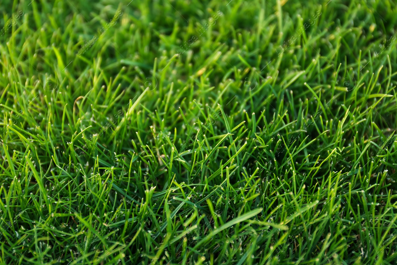 Photo of Green lawn with fresh grass as background