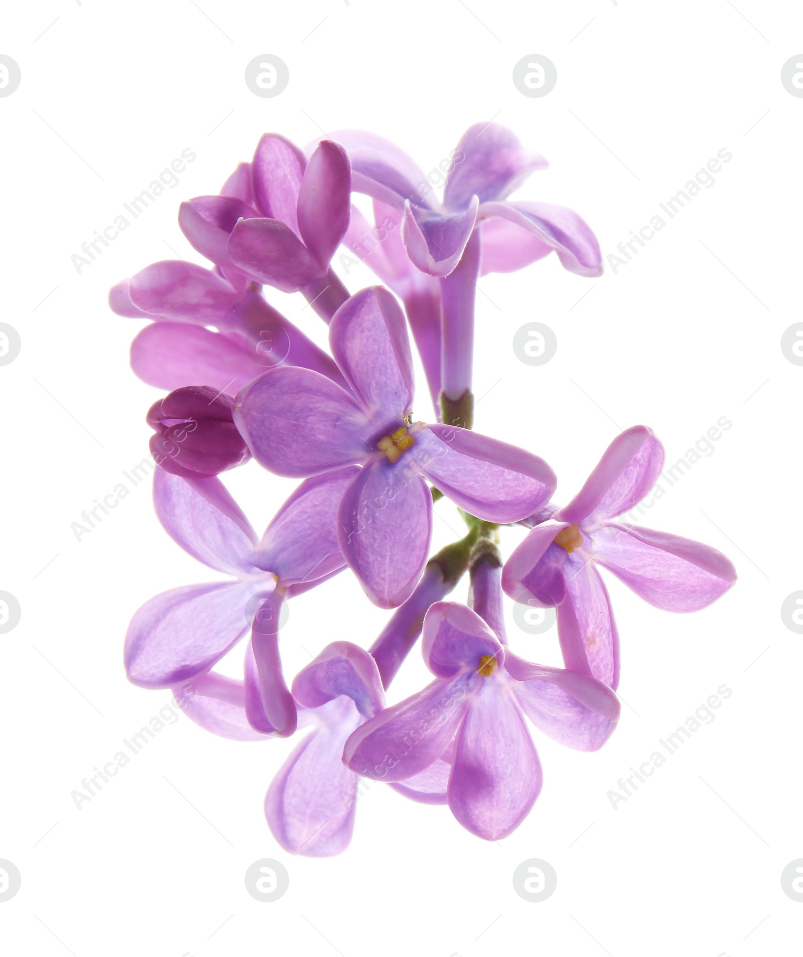 Photo of Branch with lilac flowers on white background